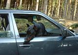 VOITURE - CAR 238